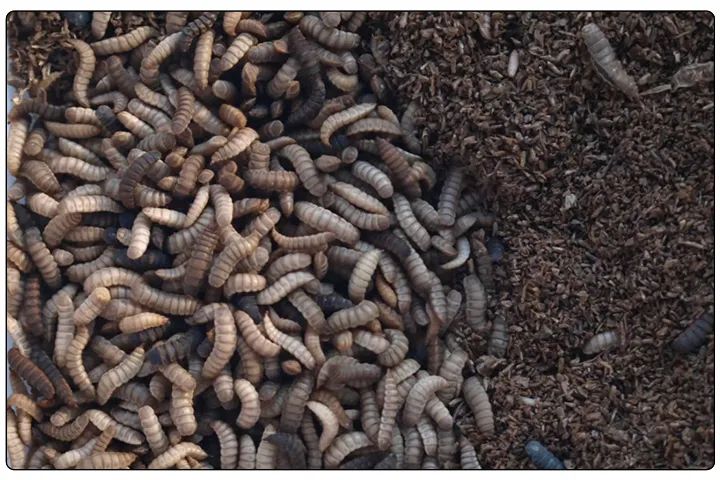 潔匠凈化·的凈工業(yè)除臭劑_黑水虻養殖實(shí)地設計除臭方案，工業(yè)除臭劑解決惡臭難題！