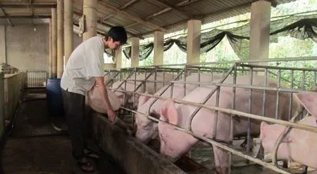 養殖場(chǎng)臭味難治理？潔匠凈化幫您輕松解決！.jpg